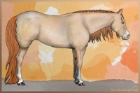Horse Color:Buckskin Pearl Sabino 