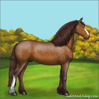 Horse Color:Chocolate Buckskin 