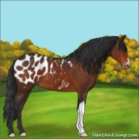 Horse Color:Brown Appaloosa 