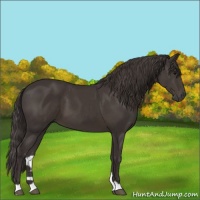 Horse Color:Smoky Black
