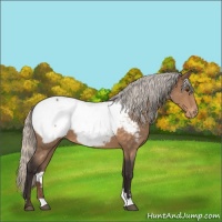 Horse Color:Silver Buckskin Sabino Snowcap 