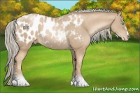 Horse Color:Chocolate Palomino Pearl Sabino Appaloosa