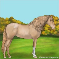 Horse Color:Chestnut Pearl Appaloosa