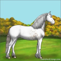 Horse Color:White Spotted Buckskin Varnish 