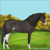 Horse Color:Smoky Black Sabino 
