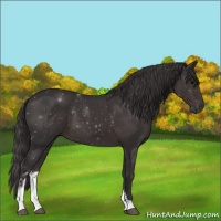 Horse Color:Smoky Black Sabino 