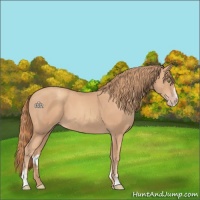 Horse Color:Gold Champagne Sabino