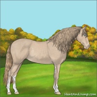 Horse Color:Smoky Creme Sabino Rabicano