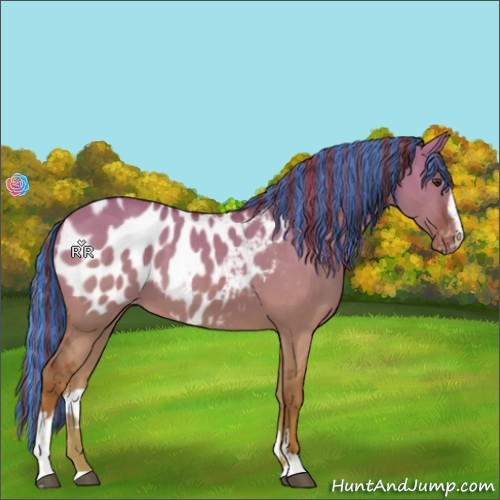 Horse Color:Painted Red Dun Sabino Appaloosa 