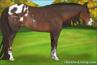 Horse Color:Liver Chestnut Sabino Appaloosa Rabicano