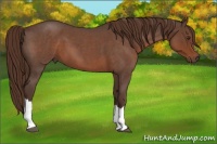 Horse Color:Liver Red Roan 
