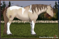 Horse Color:Grullo Pearl Sabino Tobiano Rabicano