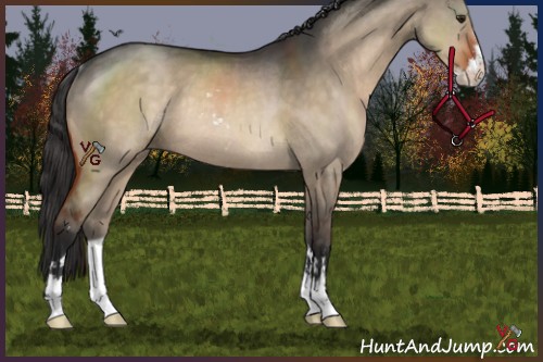 Horse Color:Brown Dun Sabino Varnish Rabicano 