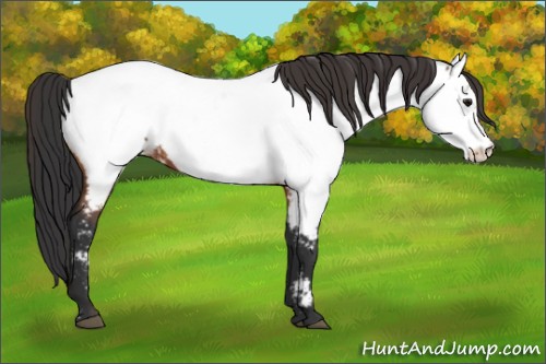 Horse Color:Bay Appaloosa 