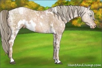 Horse Color:White Spotted Liver Chestnut Ice Pearl Appaloosa