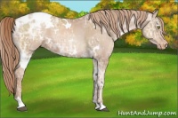 Horse Color:White Spotted Liver Chestnut Ice Pearl Appaloosa 