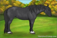 Horse Color:Blue Roan 