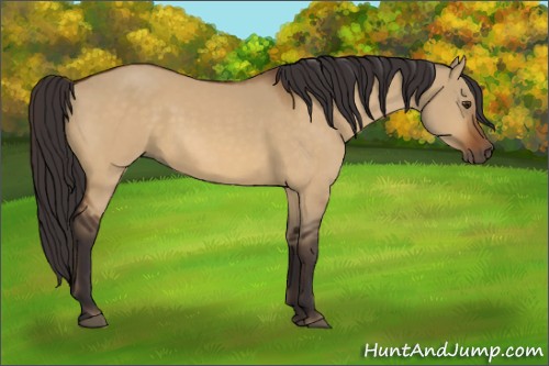Horse Color:Buckskin Dun