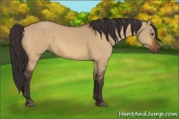 Horse Color:Buckskin Dun 