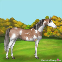 Horse Color:White Spotted Bay Splash 