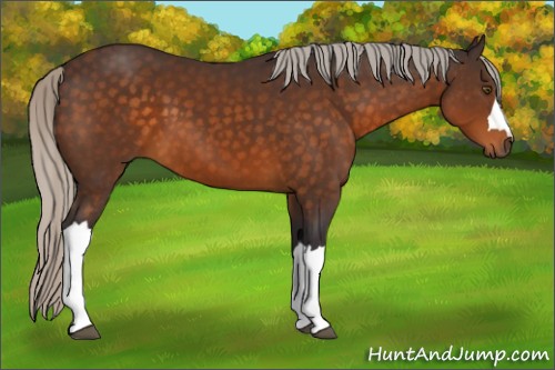 Horse Color:Silver Buckskin