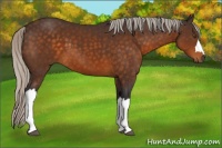 Horse Color:Silver Buckskin