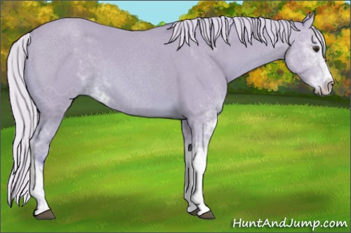 Horse Color:Watercolor Silver Bay Sabino Rabicano 