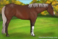 Horse Color:Silver Bay 