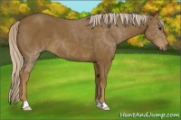 Horse Color:Chocolate Palomino 