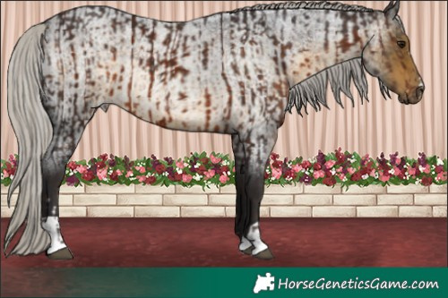 Horse Color:Silver Brown Rabicano  and Silver Buckskin Roan Rabicano 