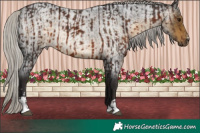 Horse Color:Silver Brown Rabicano  and Silver Buckskin Roan Rabicano 