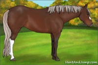 Horse Color:Silver Bay 