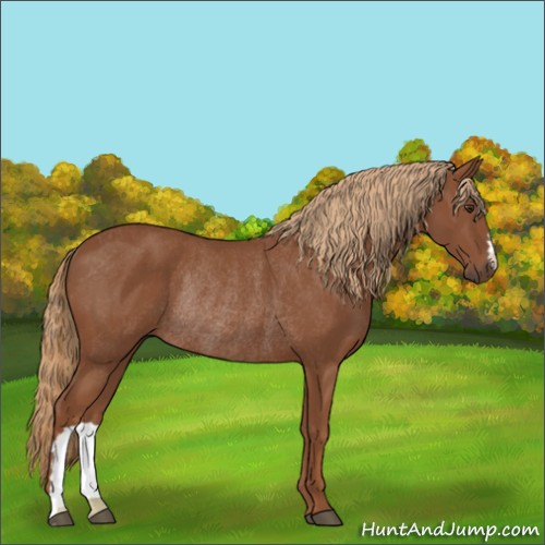 Horse Color:Chestnut Rabicano