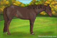 Horse Color:Liver Chestnut Rabicano