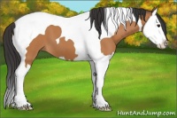 Horse Color:Bay Splash Tobiano