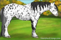 Horse Color:Black Appaloosa
