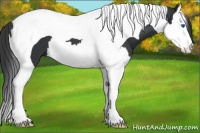 Horse Color:Black Splash Tobiano