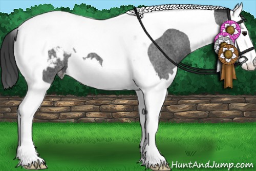 Horse Color:Blue Roan Splash Tobiano Snowcap