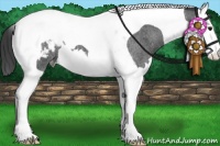 Horse Color:Blue Roan Splash Tobiano Snowcap 