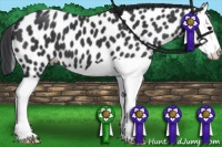 Horse Color:Black Splash Appaloosa 