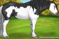 Horse Color:Black Splash Frame