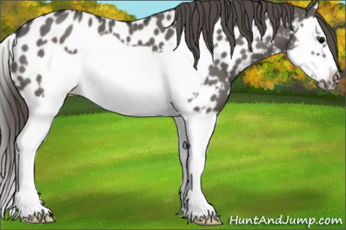 Horse Color:Grullo Splash Frame Near Leopard