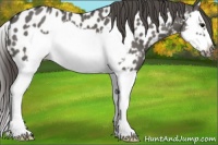 Horse Color:Grullo Splash Frame Near Leopard