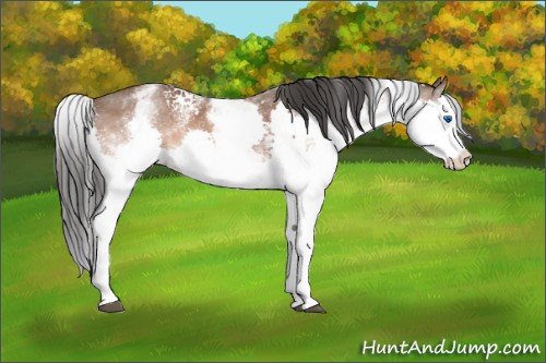 Horse Color:White Spotted Bay Splash 