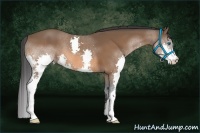 Horse Color:Bay Splash 
