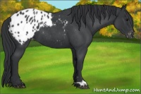 Horse Color:Blue Roan Appaloosa