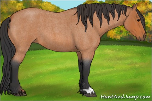 Horse Color:Bay Roan 