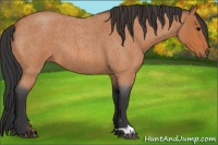 Horse Color:Bay Roan