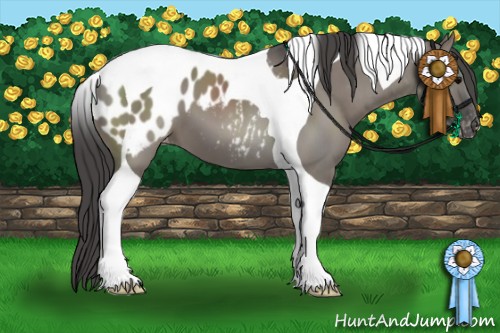 Horse Color:Grullo Tobiano Appaloosa