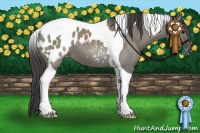 Horse Color:Grullo Tobiano Appaloosa 